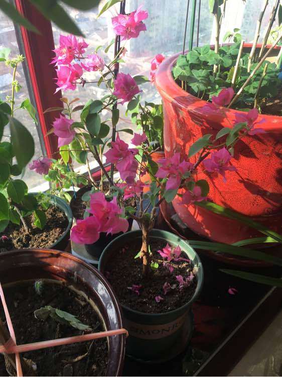 为什么三角梅盆栽好养容易扦插 图片