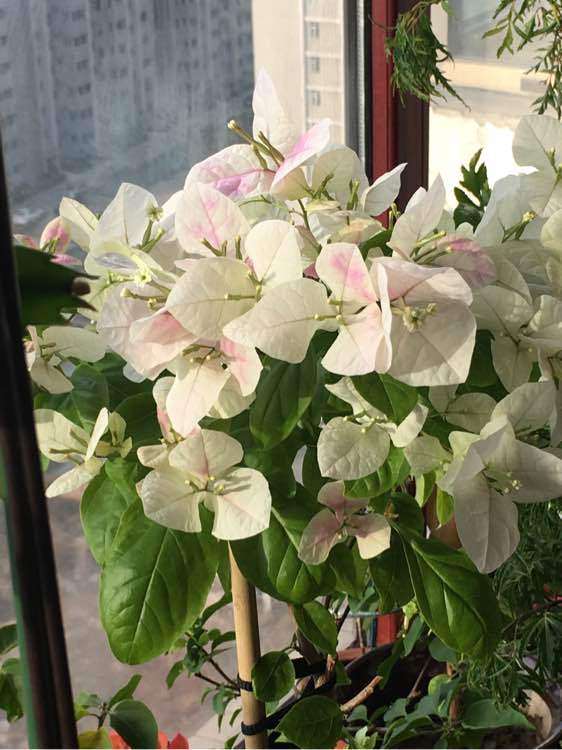 为什么三角梅盆栽好养容易扦插 图片