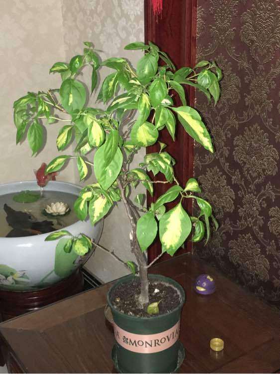 为什么三角梅盆栽扦插的不好养 图片