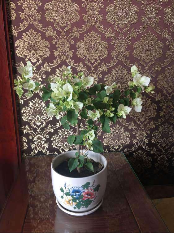 三角梅盆栽要很大的盆吗 如何浇水