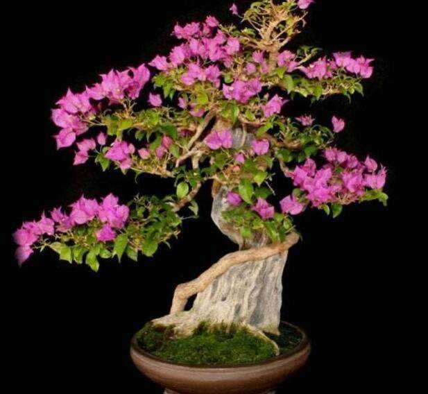 北方室内养三角梅盆栽吗 图片