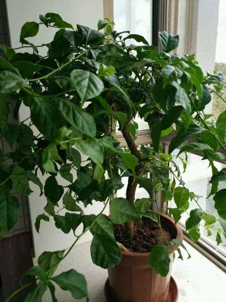 三角梅盆栽的刺是什么 谁知道 图片