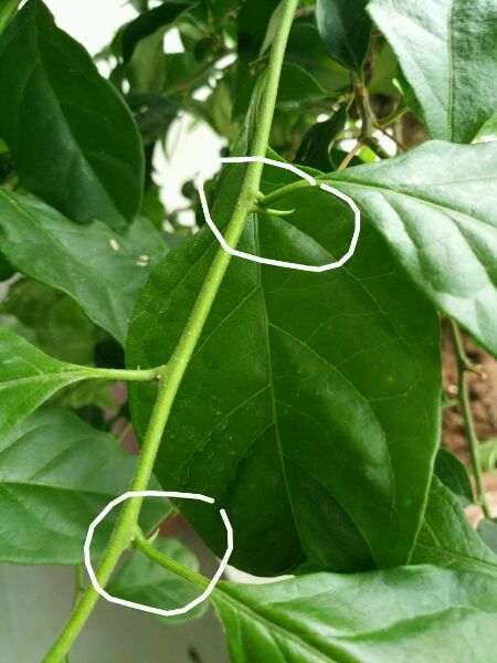 三角梅盆栽的刺是什么 谁知道 图片