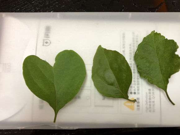 三角梅盆栽是缺什么元素吗 怎么办