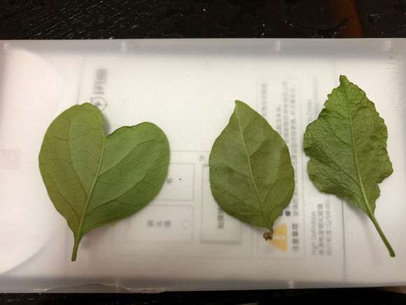 三角梅盆栽是缺什么元素吗 怎么办