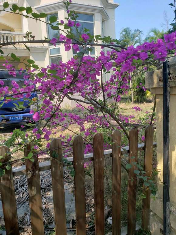 三角梅盆栽全是刺怎么办 谁知道 图片