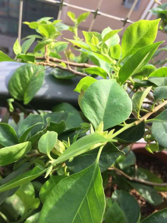 三角梅盆栽好像什么植物 图片