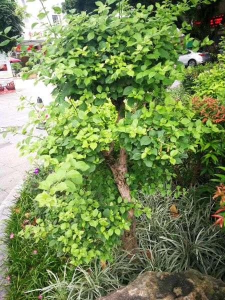 三角梅盆栽好像什么植物 图片