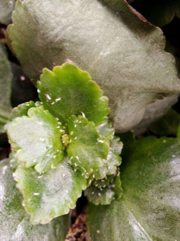 三角梅盆栽叶子没控水 怎么办 图片