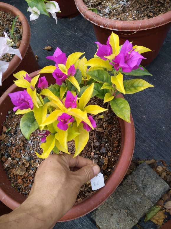 三角梅盆栽的颜色分类有哪些 图片