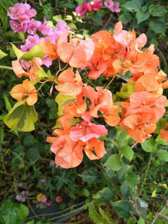 三角梅盆栽的颜色分类有哪些 图片