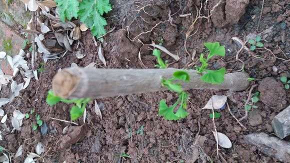 这是巴西三角梅下山桩 怎么样 图片
