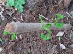 这是巴西三角梅下山桩 可以吗 图片