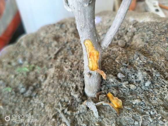 三角梅盆栽这样 是不是死了 图片