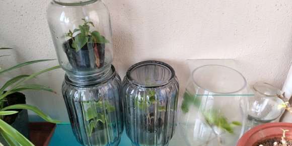 三角梅盆栽怎么套袋扦插的方法 图片