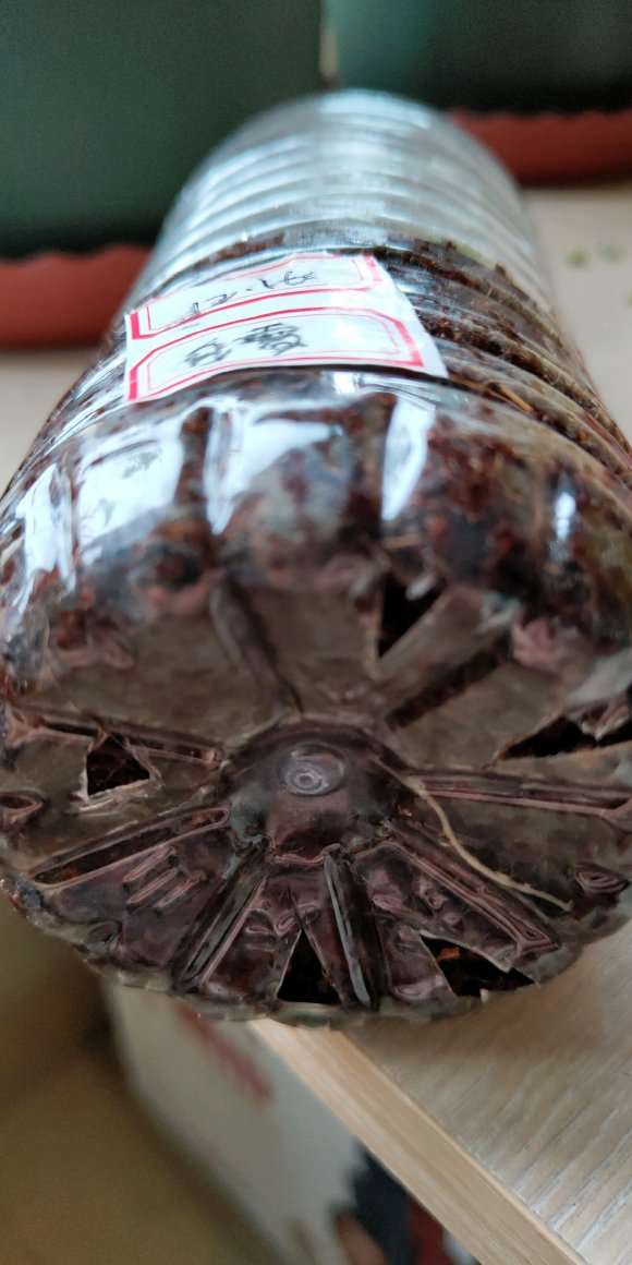 三角梅盆栽怎么套袋扦插的方法 图片