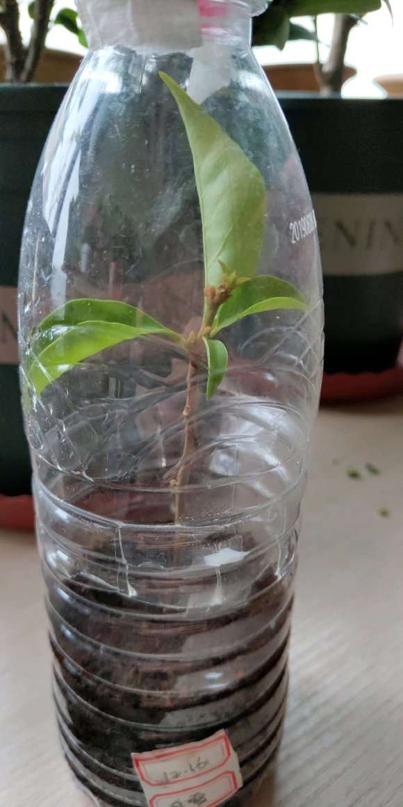 三角梅盆栽怎么套袋扦插的方法 图片