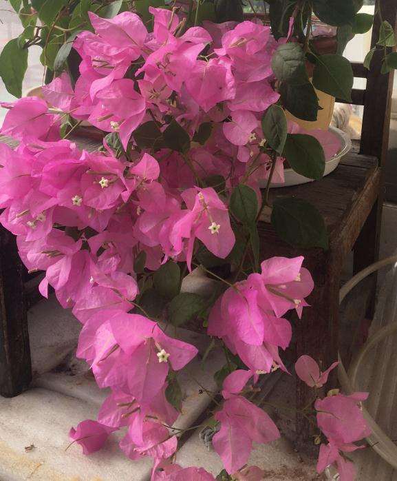 三角梅盆栽估计也生根了 怎么样 图片