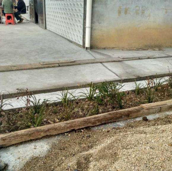 三角梅盆栽还会发芽长叶子吗 图片