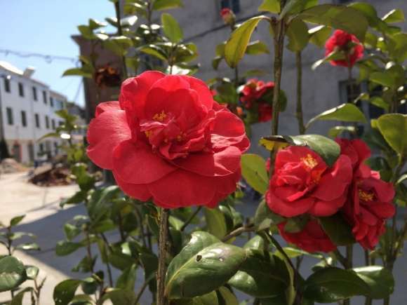 三角梅盆栽10天之内必发芽 图片