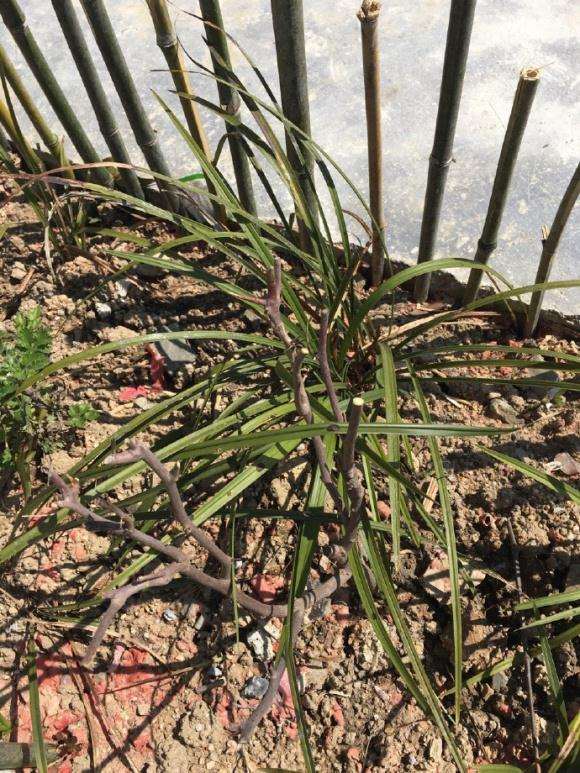 三角梅盆栽10天之内必发芽 图片