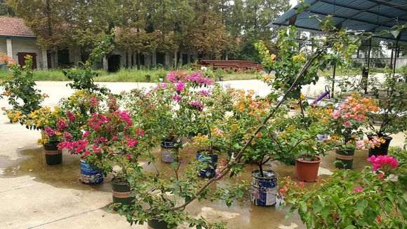 请问哪一种三角梅盆栽最勤花 图片