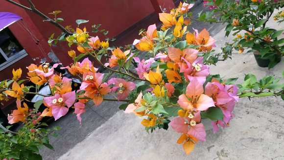 重瓣三角梅盆栽是常年开花的吗 图片