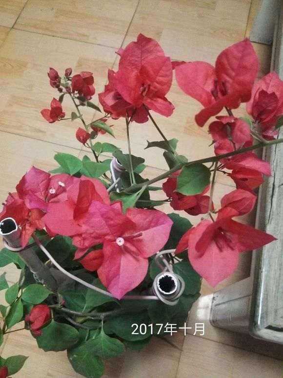 一棵三角梅盆栽的3年变化 怎么样 图片