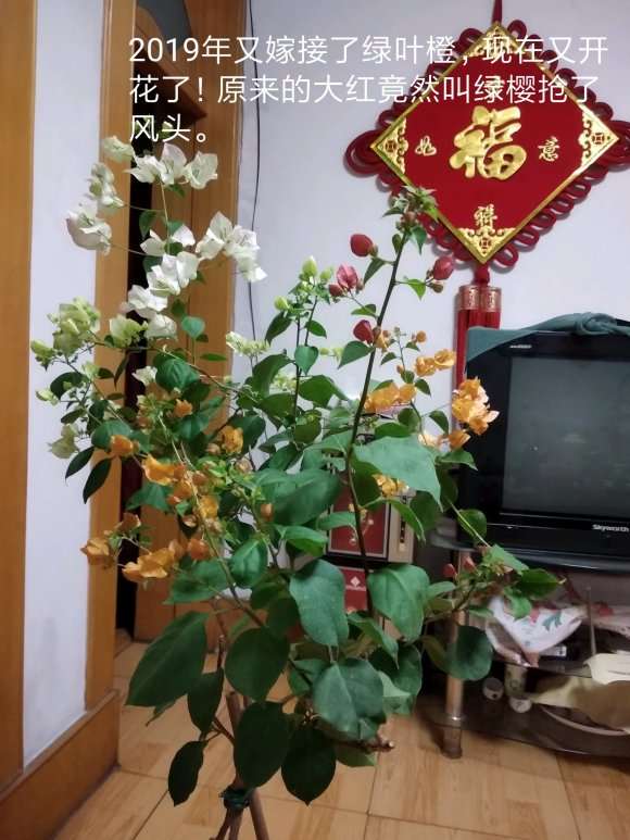 一棵三角梅盆栽的3年变化 怎么样 图片