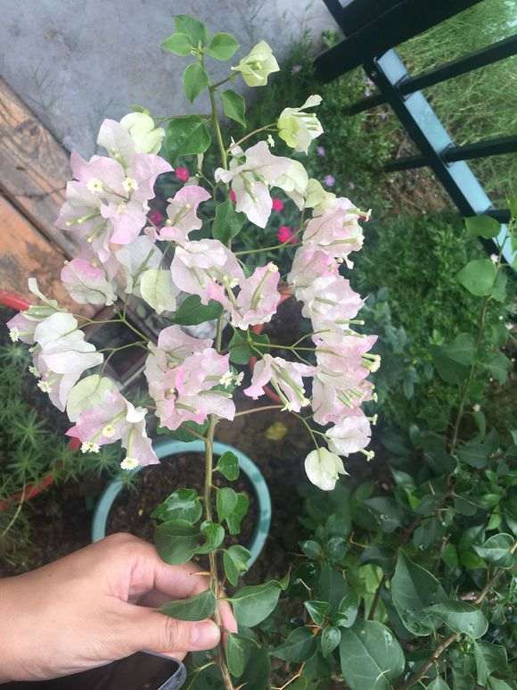 三角梅盆栽长刺是什么原因 图片