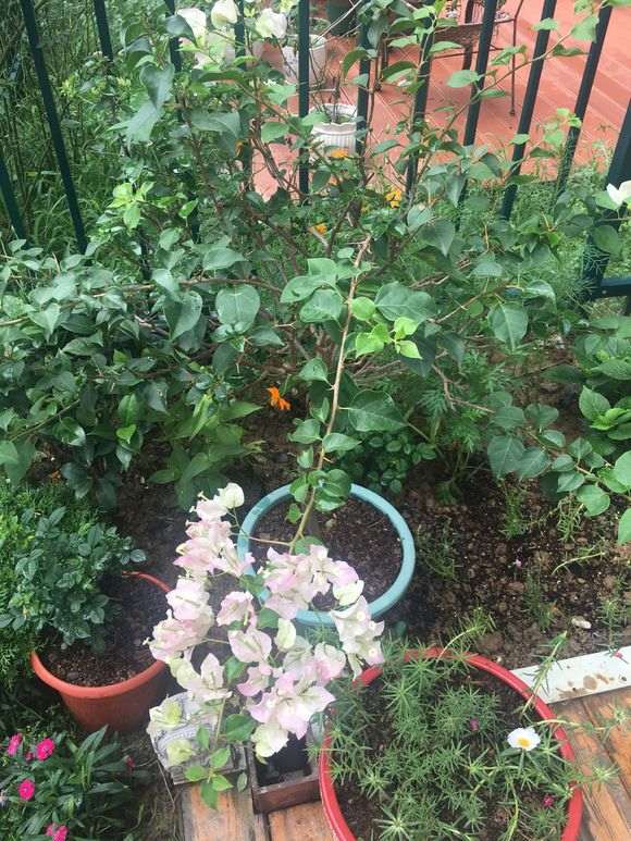 三角梅盆栽长刺是什么原因 图片