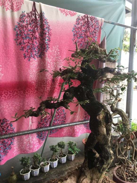 三角梅下山桩2000元带土球 贵吗 图片