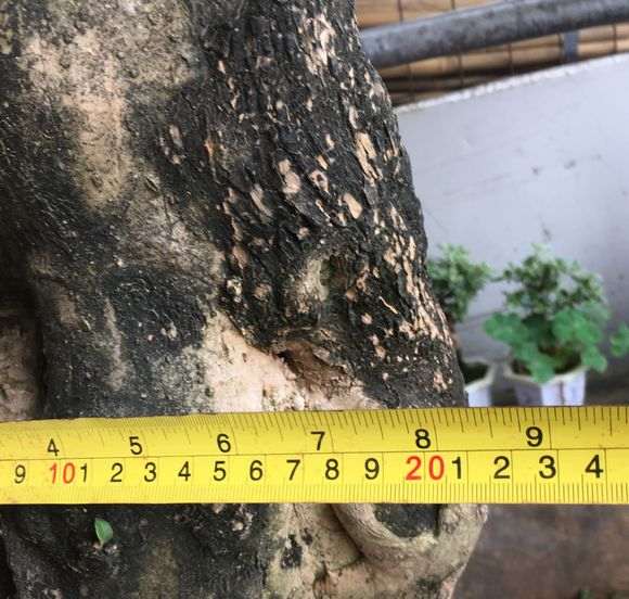 三角梅下山桩2000元带土球 贵吗 图片