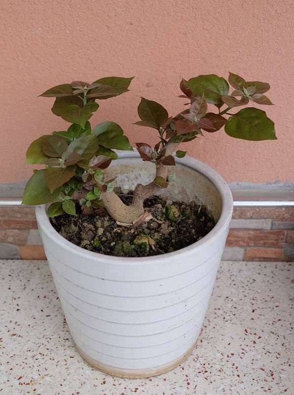 图解 三角梅盆栽怎么抹芽的方法