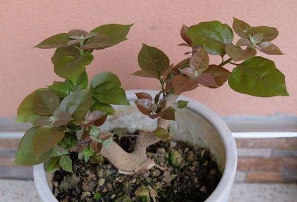 图解 三角梅盆栽怎么抹芽的方法