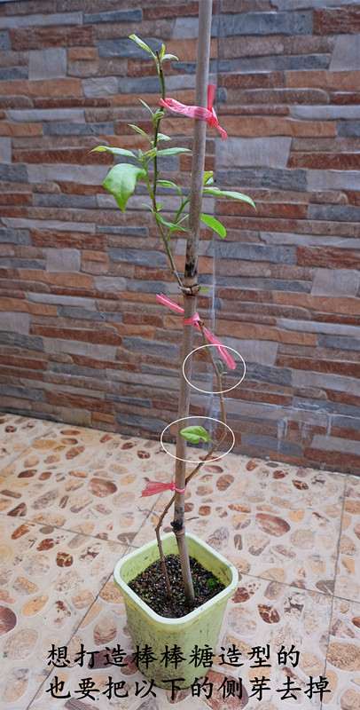 图解 三角梅盆栽怎么抹芽的方法