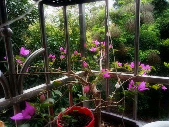 三角梅盆栽冬天需要重剪吗 图片