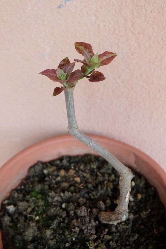 三角梅盆栽冬天需要重剪吗 图片