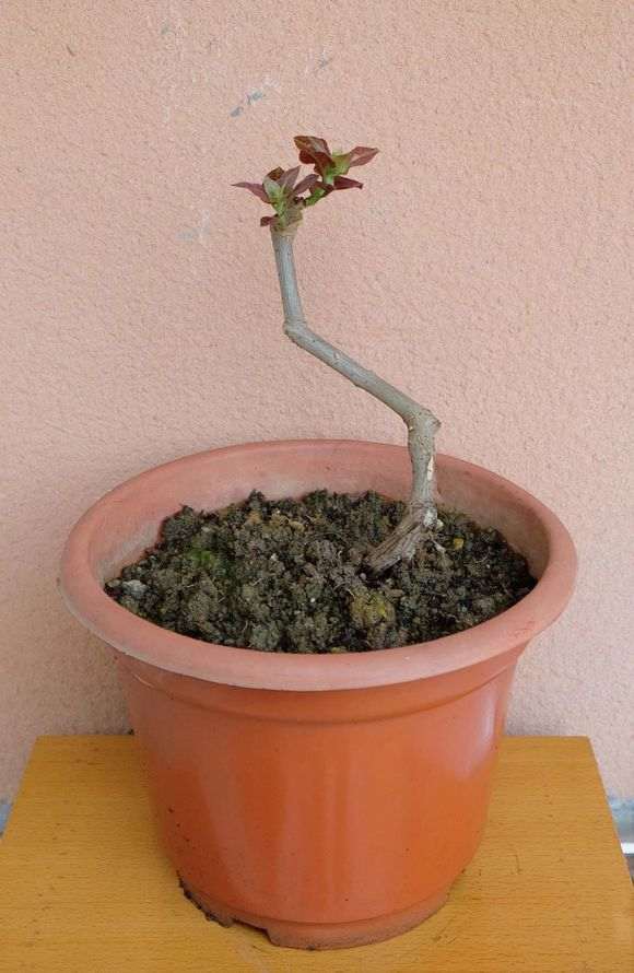 三角梅盆栽冬天需要重剪吗 图片