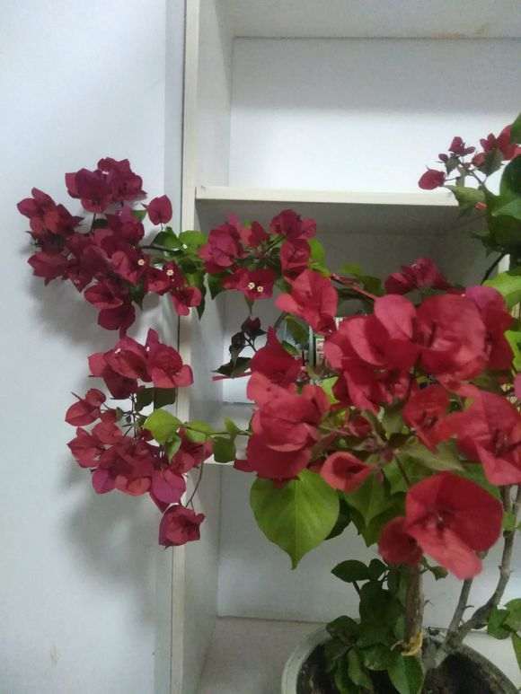 三角梅盆栽咋还没有发芽呢 怎么办 图片