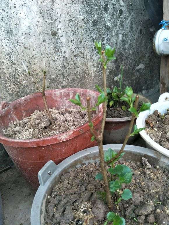 三角梅盆栽咋还没有发芽呢 怎么办 图片