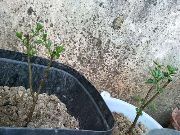 三角梅盆栽咋还没有发芽呢 怎么办 图片