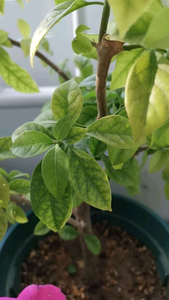 三角梅盆栽新芽多少长度打顶 图片