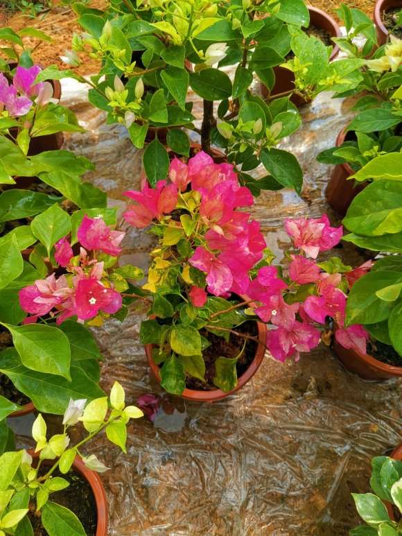 红九月三角梅盆栽58元 贵吗 图片