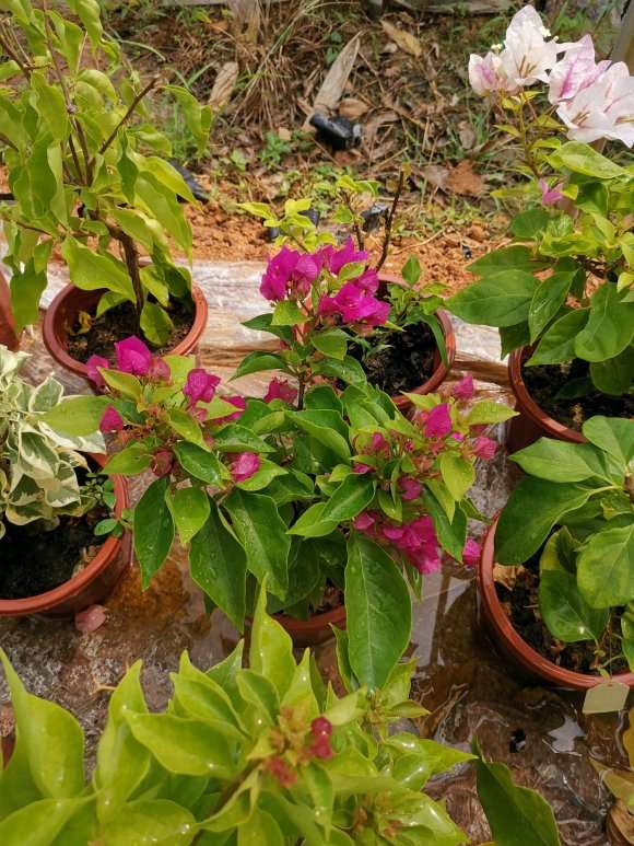 红九月三角梅盆栽58元 贵吗 图片