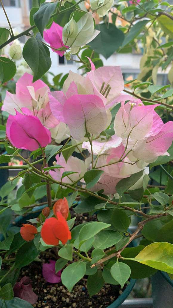 阳台上的三角梅盆栽 怎么样 图片