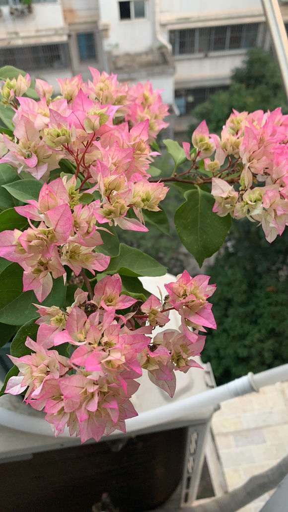 阳台上的三角梅盆栽 怎么样 图片