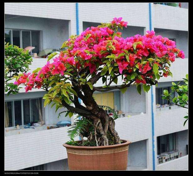 浙江地区三角梅盆栽如何越冬 图片