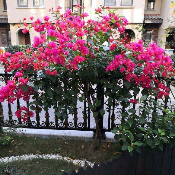 浙江地区三角梅盆栽如何越冬 图片