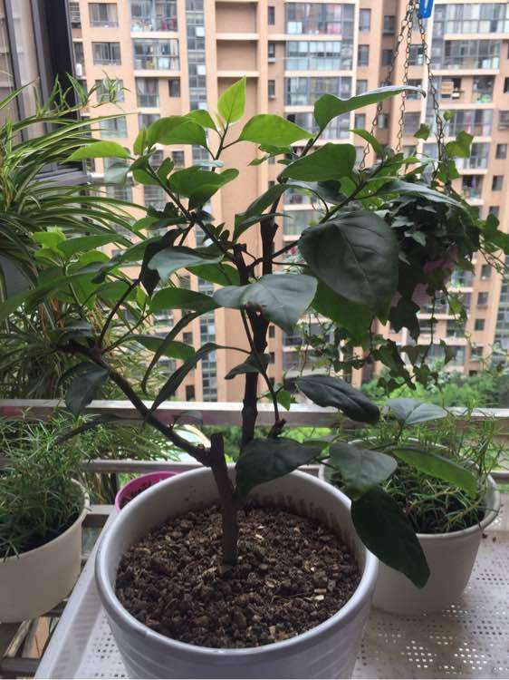 阳台养三角梅盆栽就没见过花 怎么办